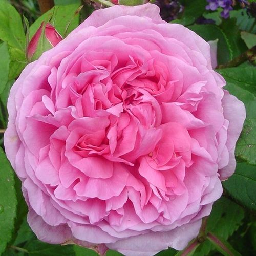 E-commerce, vendita, rose, in, vaso rose portland - rosa - Rosa Madame Boll - rosa intensamente profumata - Daniel Boll - I suoi petali doppi, color rosa intenso, sono molto profumati.